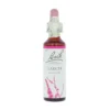 Larch-kukkatipat (Lehtikuusi) No 19, 20 ml
